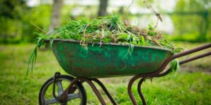 The Importance of Weed Control on Your Property This Summer! The Importance of Weed Control on Your Property This Summer!