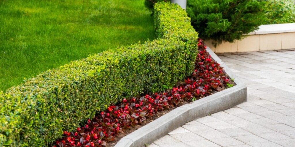 Why Is It Important to Trim Your Hedges and Shrubs?