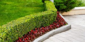 Why Is It Important to Trim Your Hedges and Shrubs? Why Is It Important to Trim Your Hedges and Shrubs?