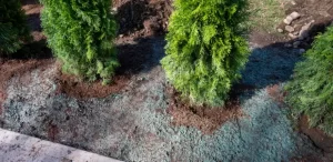 Hydroseeding vs. Sod in Olean, NY: Which Is Right for Your Lawn and Your Budget? hydroseeding olean ny lawn installation