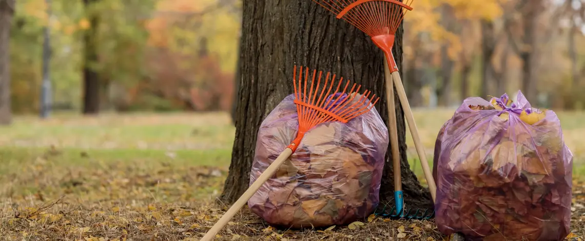 schedule leaf removal in olean ny